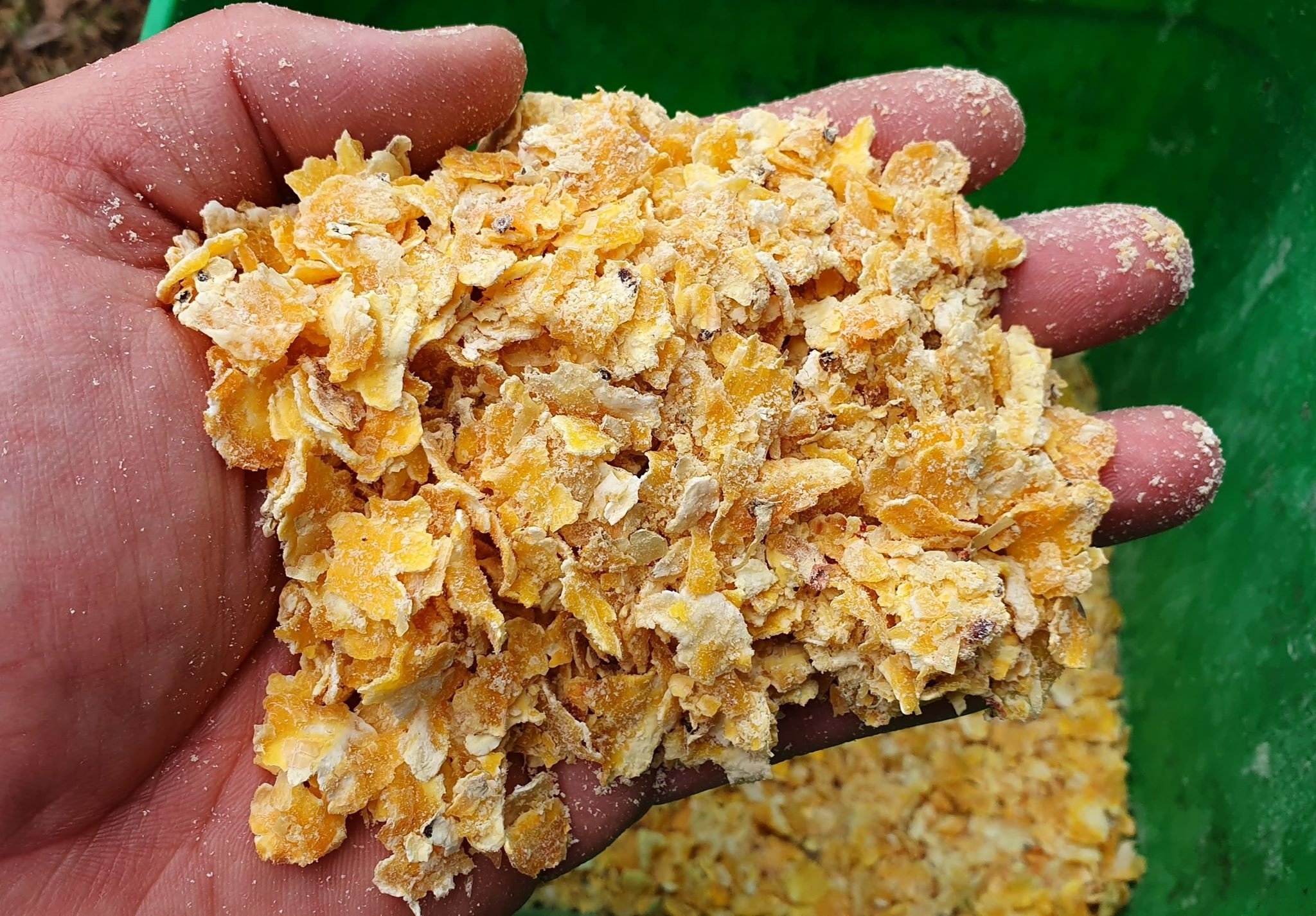 GENESIS CARP CORN CARP CRUNCH 1KG