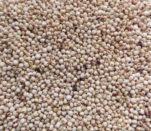 Genesis Carp Sorgo białe Dari 5kg