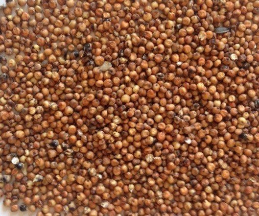 Genesis Carp Sorgo brązowe 5kg